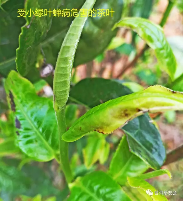 图8 受茶圆赤星病危害的茶叶