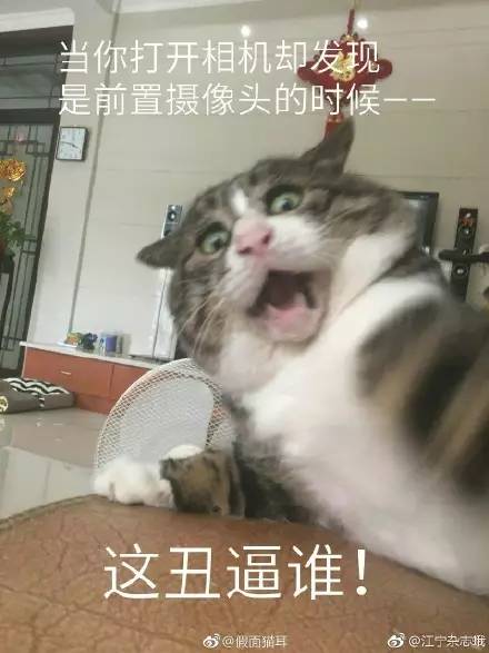 主人逗猫时拍下的照片,果然养猫后表情包都不缺了!