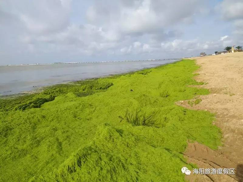 7月1日,旅游度假区浒苔清理第7天