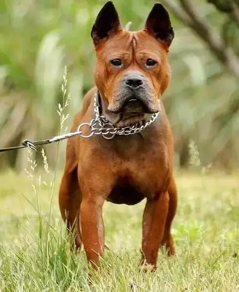 濒临消失的中华原生犬川东猎犬