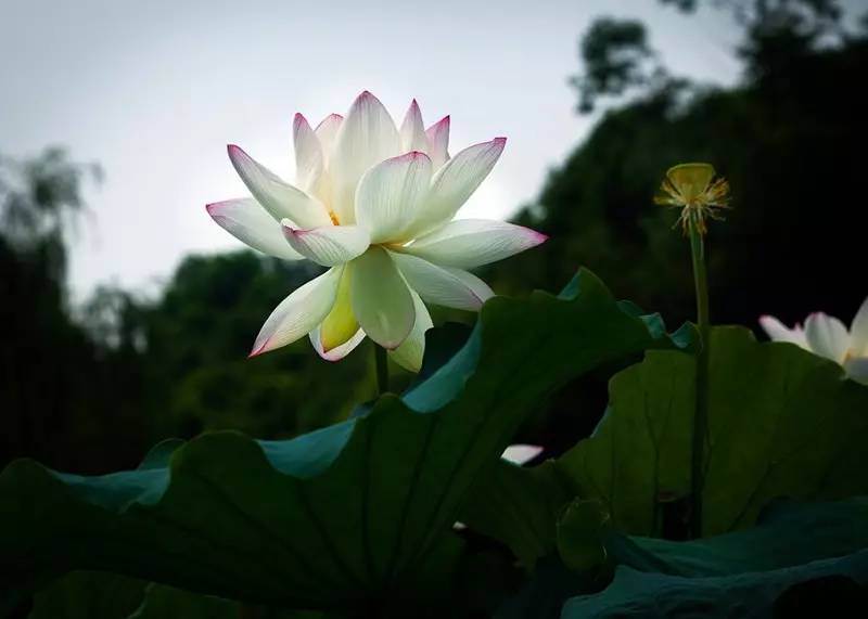 站在荷花池旁,濯濯的莲花清香扑鼻而来,让人顿感神清气爽.