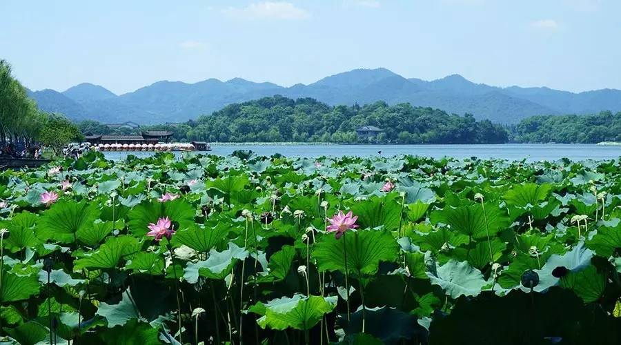 去杭州看西湖风荷