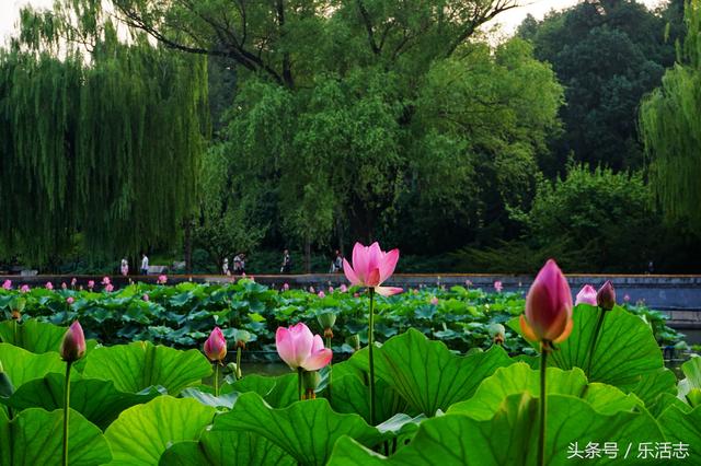 北京北海公园第二十一届荷花展以来开帷幕,多种品种荷花等你来赏 6月