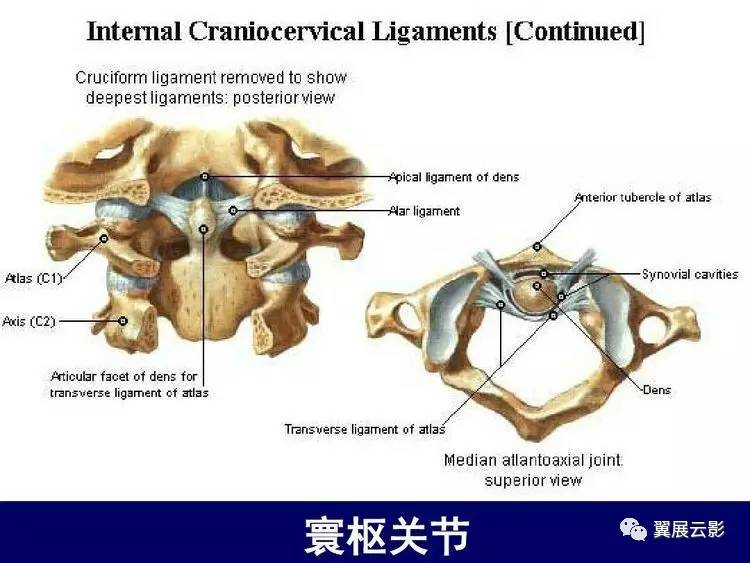 观察有无寰枢关节脱臼,齿状突骨折或缺失(张口位片;第七颈椎横突有无