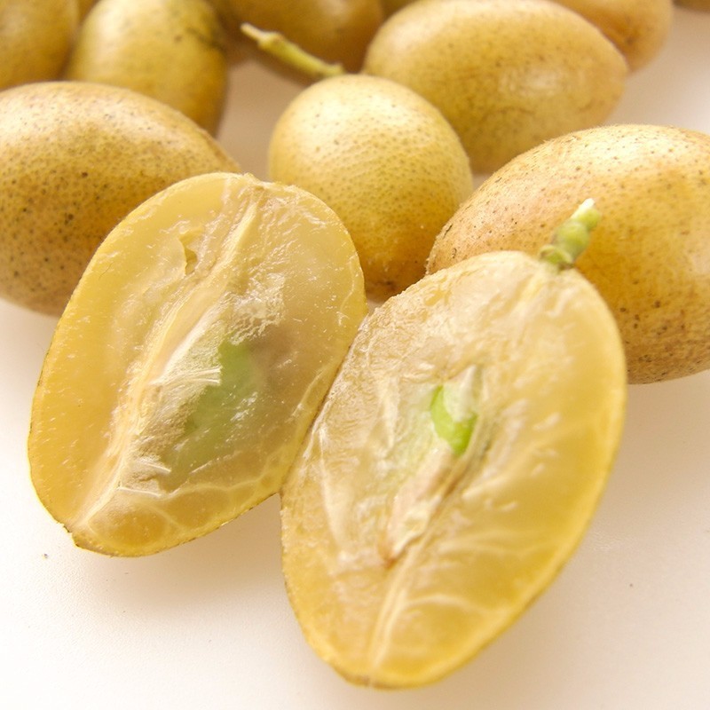 在 隆安【金穗生态园】,成熟的黄皮果挂满树       黄皮果不仅好吃