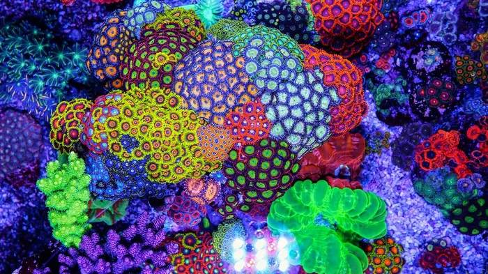 世界第二毒物纽扣珊瑚