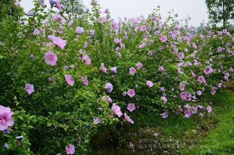 每周一花朝开暮落花木槿花