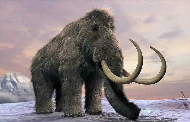 冰雪巨兽——猛犸象
