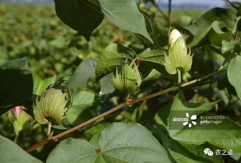 【棉花种植】棉花花铃期到了,做好田间管理工作是重中之重 南疆局部有