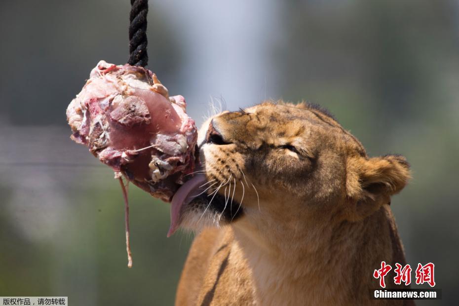 以色列50度高温天气 动物园狮子啃冰镇肉消暑