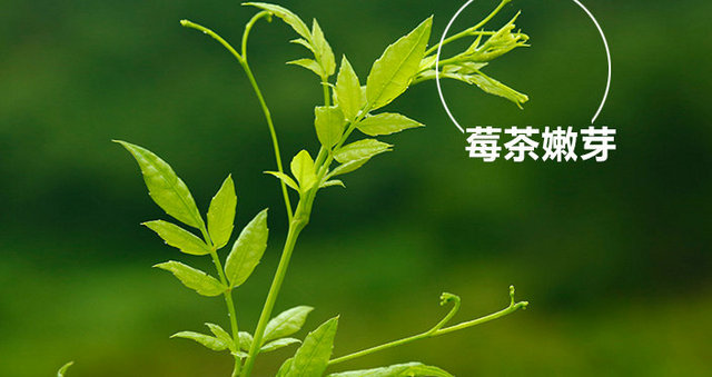 莓茶学名显齿蛇葡萄,属于葡萄科蛇葡萄属,是一种野生藤本植物.