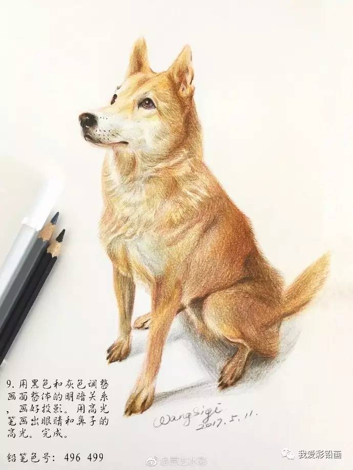 教程 教你画一只中华田园犬