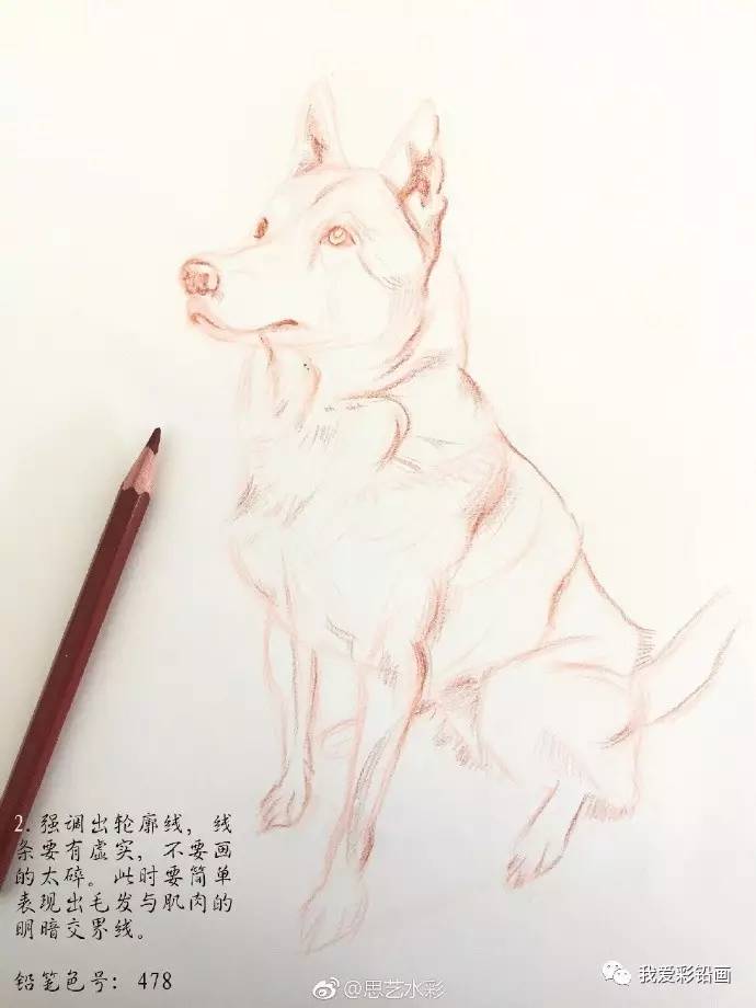 教程教你画一只中华田园犬