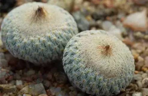 mammillaria pectinifera:白斜子 仙人掌科乳突球属.