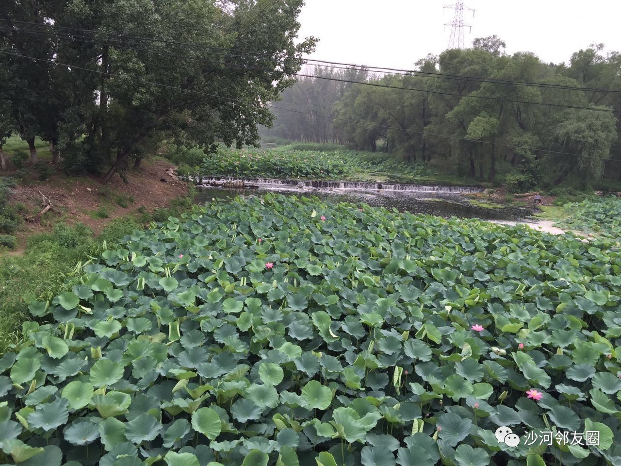 雨后,一起在沙河赏荷花吧!