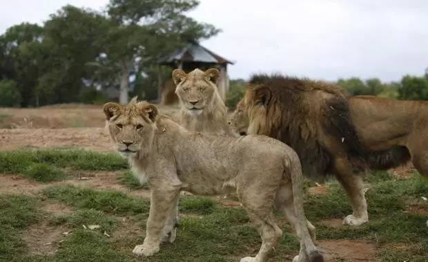 欢迎狮子男神来到墨尔本动物园 (melbourne zoo) 大