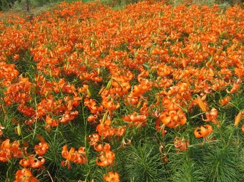 这种花才是我大兰州最美的花海!举世无双!