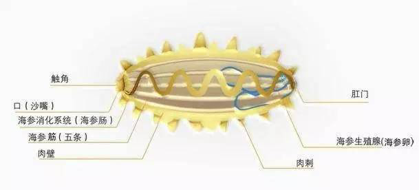 圣丰带你进一步了解海参结构