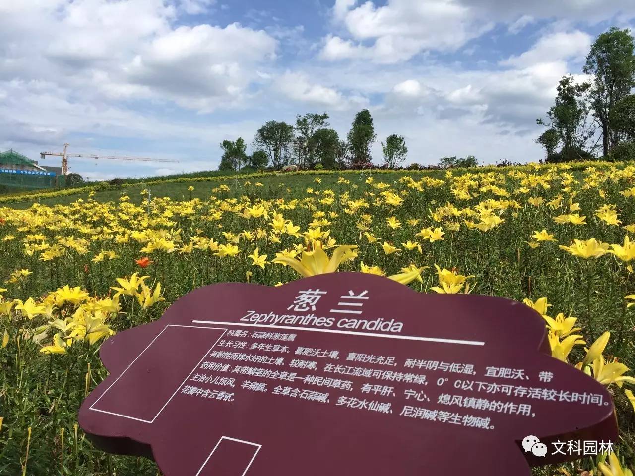 文科园林百草园项目,助力遵义中药材生态农业旅游示范区建设