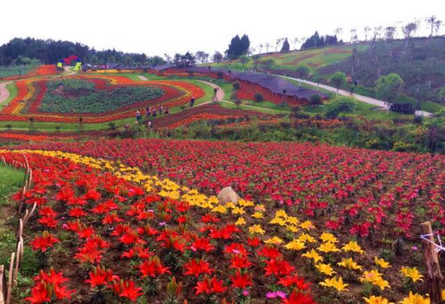 旅游 正文 漫花谷是一个花海主题公园,以四季七彩花带及各色花卉群为