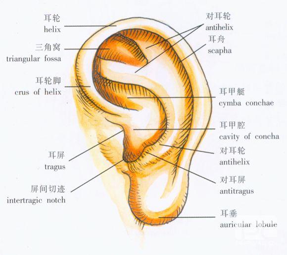 人的外耳