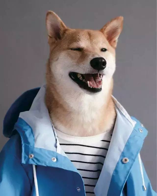 搞笑穿衣服柴犬图片大全 柴犬不喜欢穿衣服