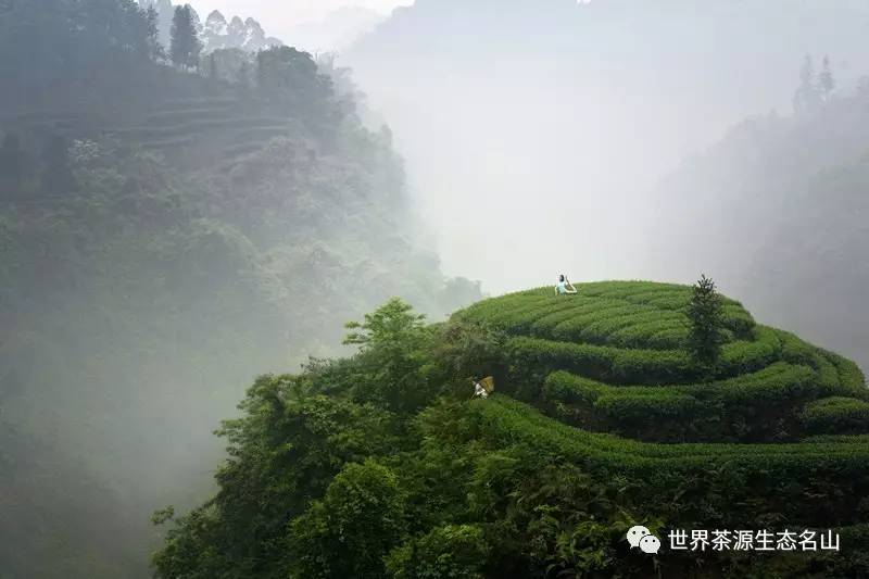 茶园婚纱基地_茶园基地图片(2)