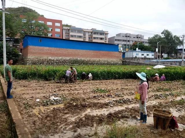 会理县食药工商质监局为新安乡回龙村 免费发放芒果苗