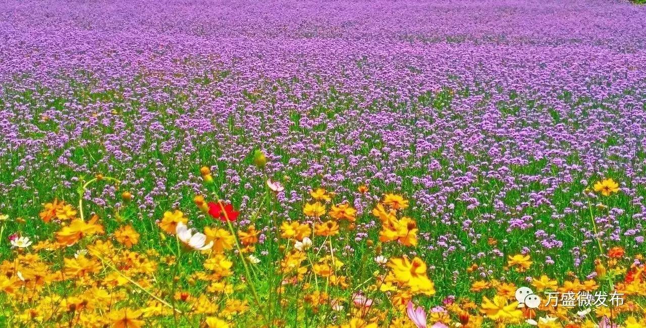 【旅游】万盛百花谷露营音乐节7月7日绚丽登场,赶紧约