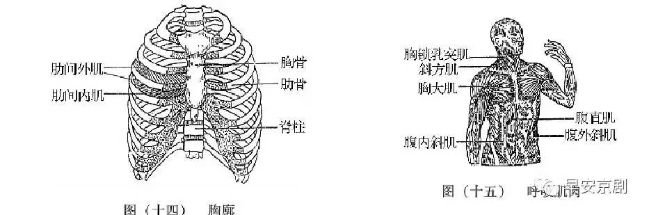 横隔膜下沉,也叫"气沉丹田",下沉不是最终目的,下沉是为了找到最佳的