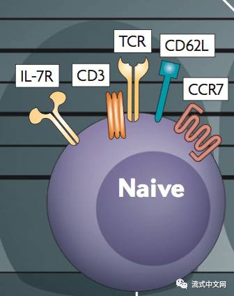 肖像图:分为cd4 αβ t细胞和cd8 αβ t细胞