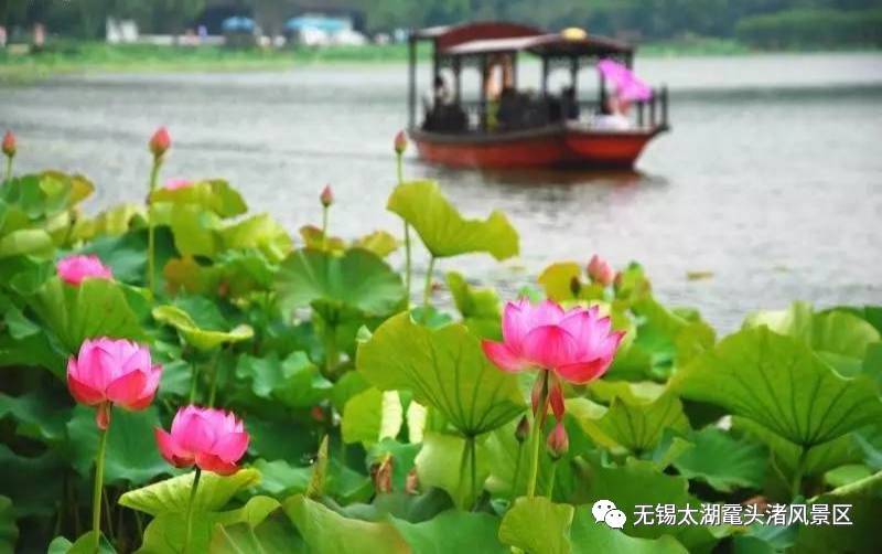 免费尝荷花美食,更有高大上奖品,快来参加鼋头渚荷花摄影大赛吧