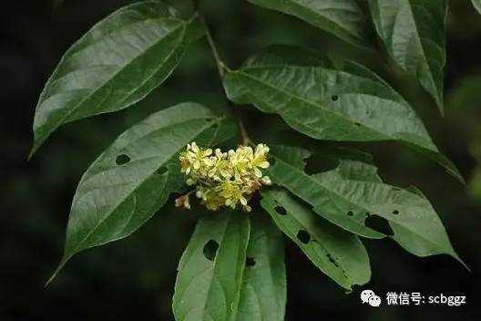 凉茶植物 | 布渣叶