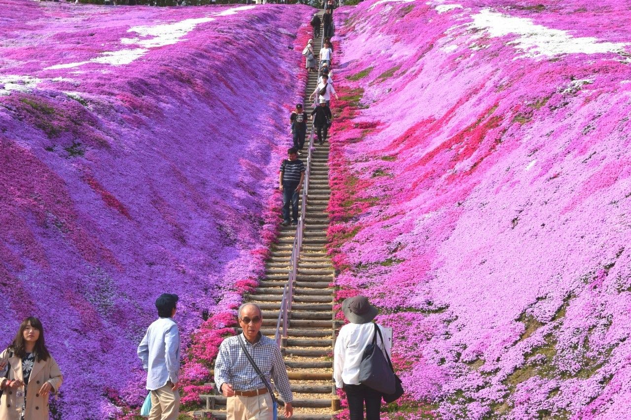 北海道行程回顾-道东の春;满天芝樱太美腻