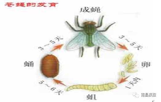 就是苍蝇的幼虫.