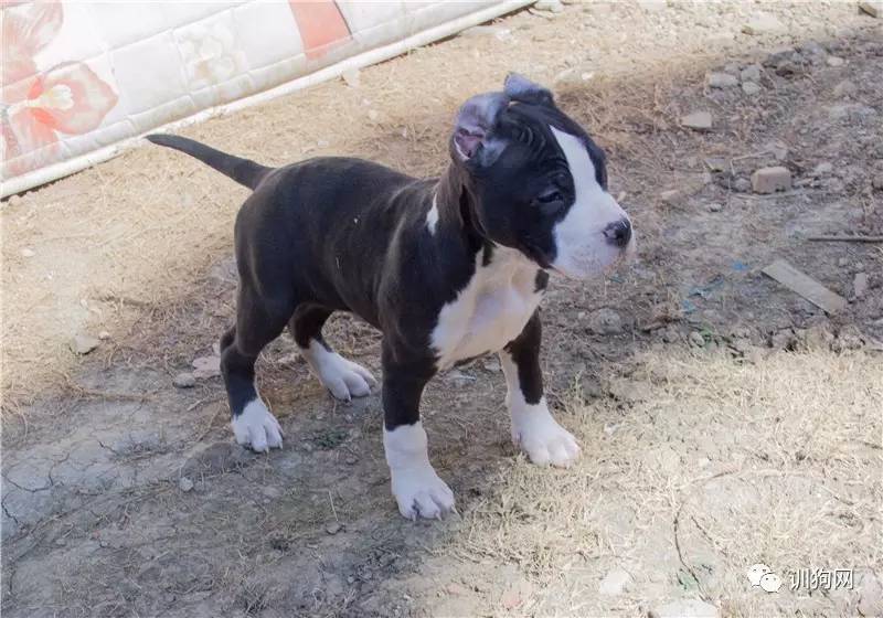 美国斯塔福德郡梗犬-幼犬出售