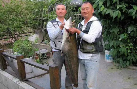 鲶鱼的原理_关于鲶鱼的基本知识 水族馆 鲶鱼 种类 新浪网