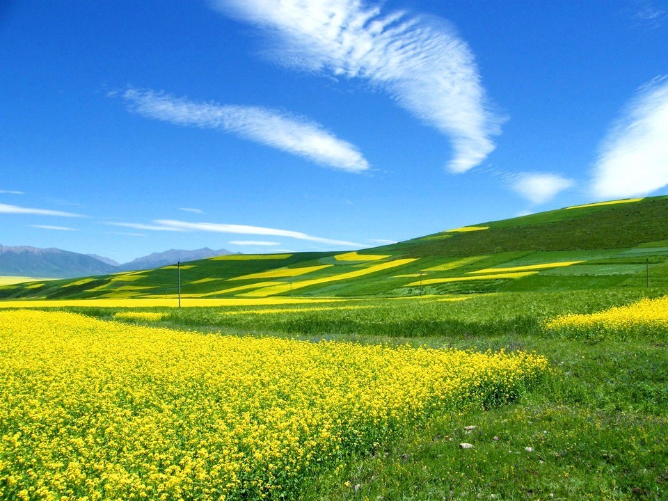 7月错过了门源,就相当于错过了青海最美的夏天!