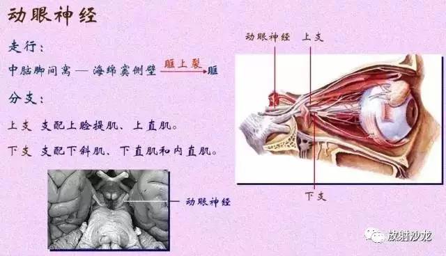 fsslong2 十二对脑神经口诀 一嗅二视三动眼 四滑五叉六外展 七面八