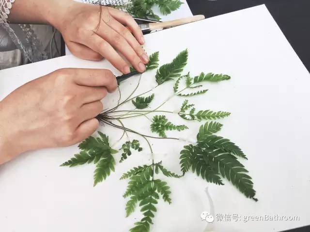 做一幅充满生命味儿的植物标本画的第一步 | 活动回顾