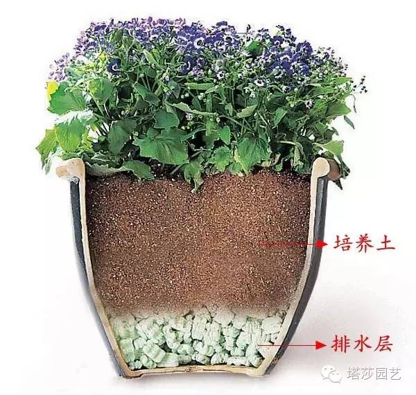 适用于做排水层的植料介绍: 1,陶粒