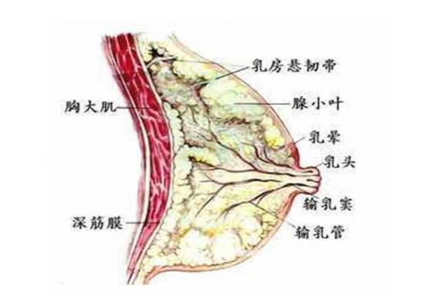 奶水涨痛怎么办