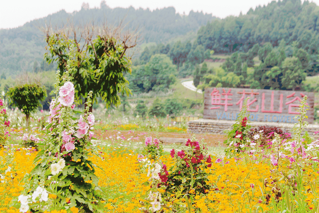 鲜花山谷位于中国四川省成都市金堂县转龙镇,地处中国最典型的方山