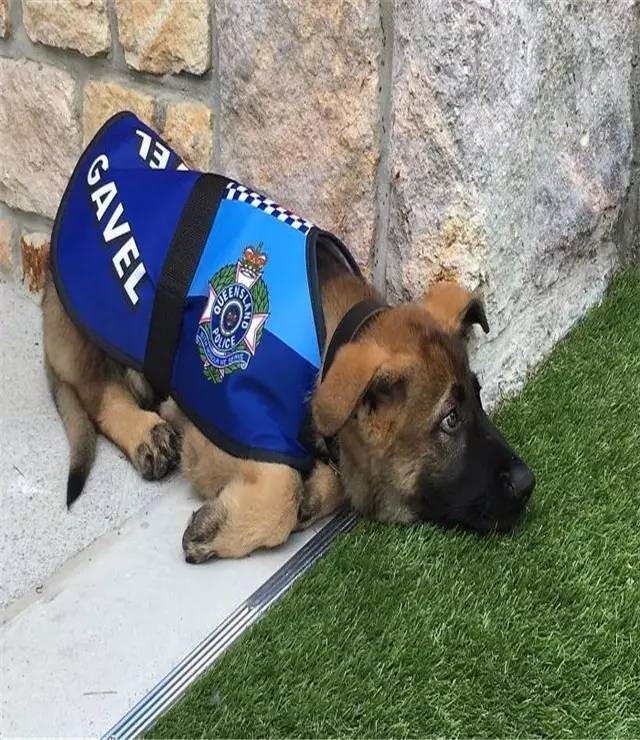 对坏人都卖萌的警犬,被解雇后又走向狗生巅峰!