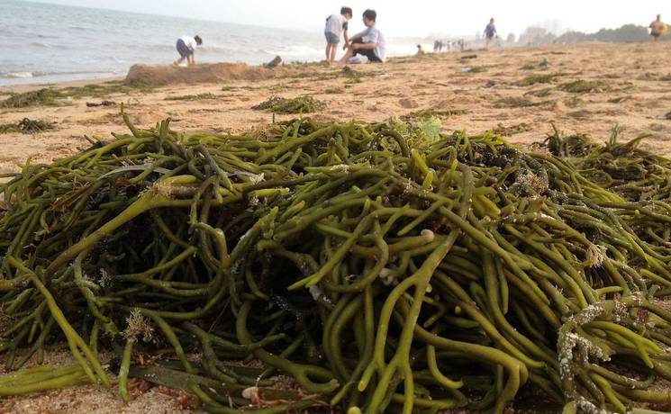 荣成沙滩上的海菜别乱碰,还有这事必须要警惕.