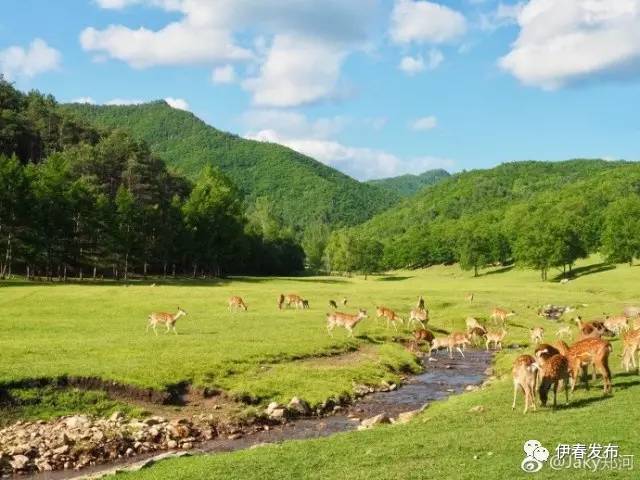 伊春○金山屯▏变成爱丽丝,来伊春仙境梦游一场!