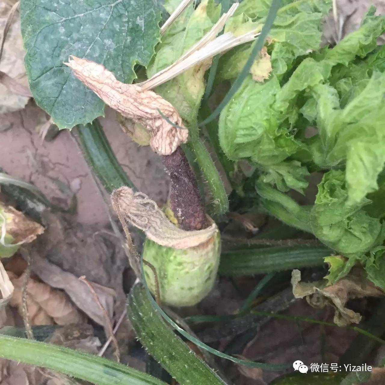 一问一答西葫芦花叶病毒病豆角蓟马清晰图片纸巾催芽后埋到土里就死