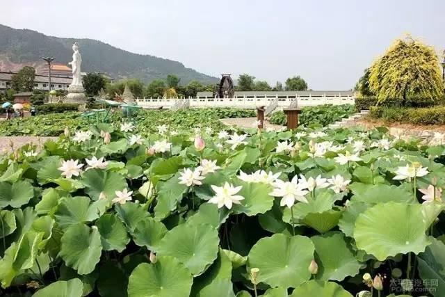 【7月8日】宜阳"灵山莲花节"公园免门票,年度盛会,震撼来袭!