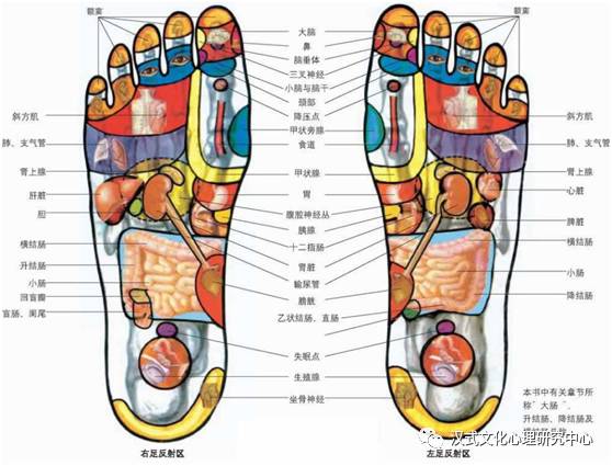 我们先来看一张脚下的穴位与人体中各个器官的对应图