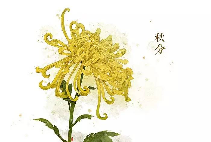 秋分 菊花